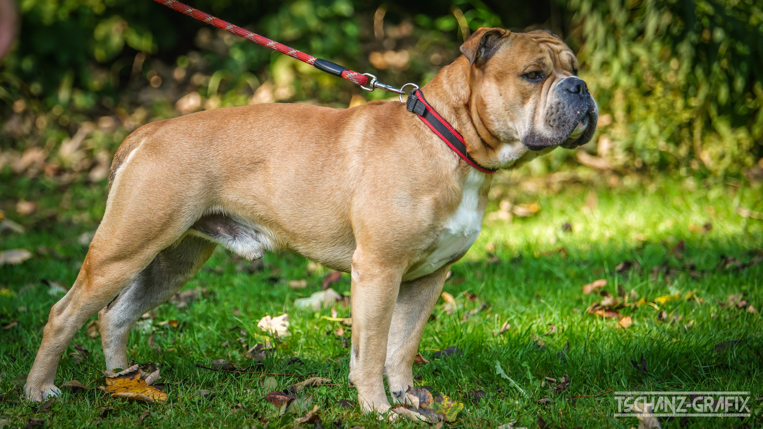About Continental Bulldog Continental Bulldog Hungary