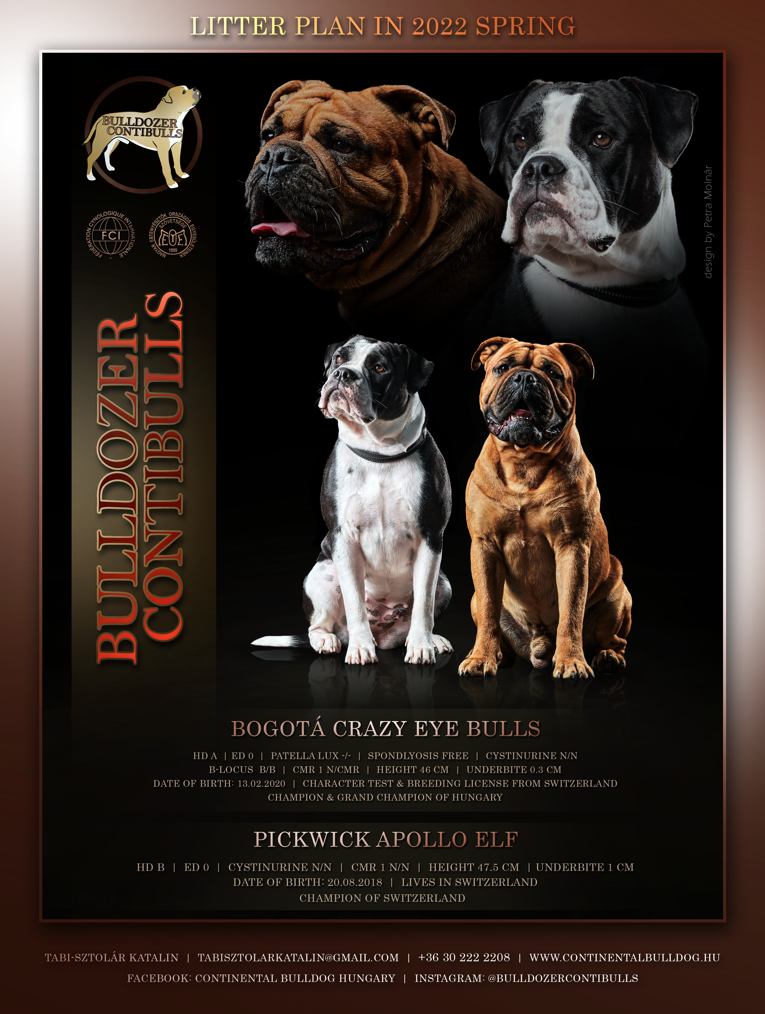 You are currently viewing Continental Bulldog kiskutyák várhatóak!