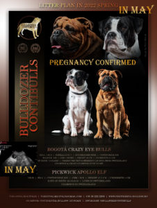 Read more about the article Continental Bulldog kiskutyák