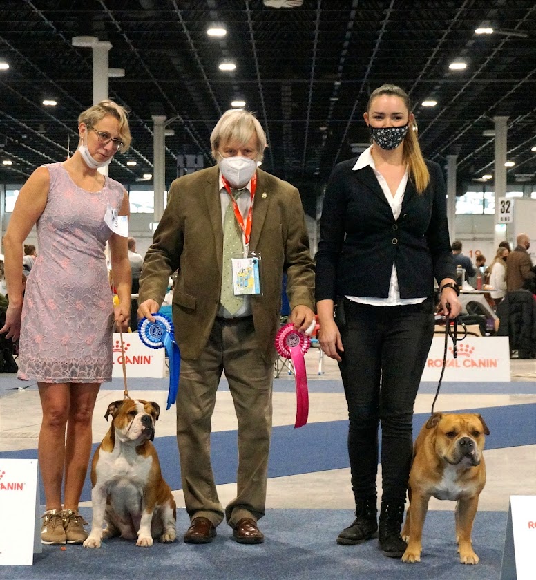 Exhibitions FCI European Dog Show 2021 Continental Bulldog Hungary