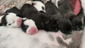 Read more about the article Continental Bulldog Puppies Were Born