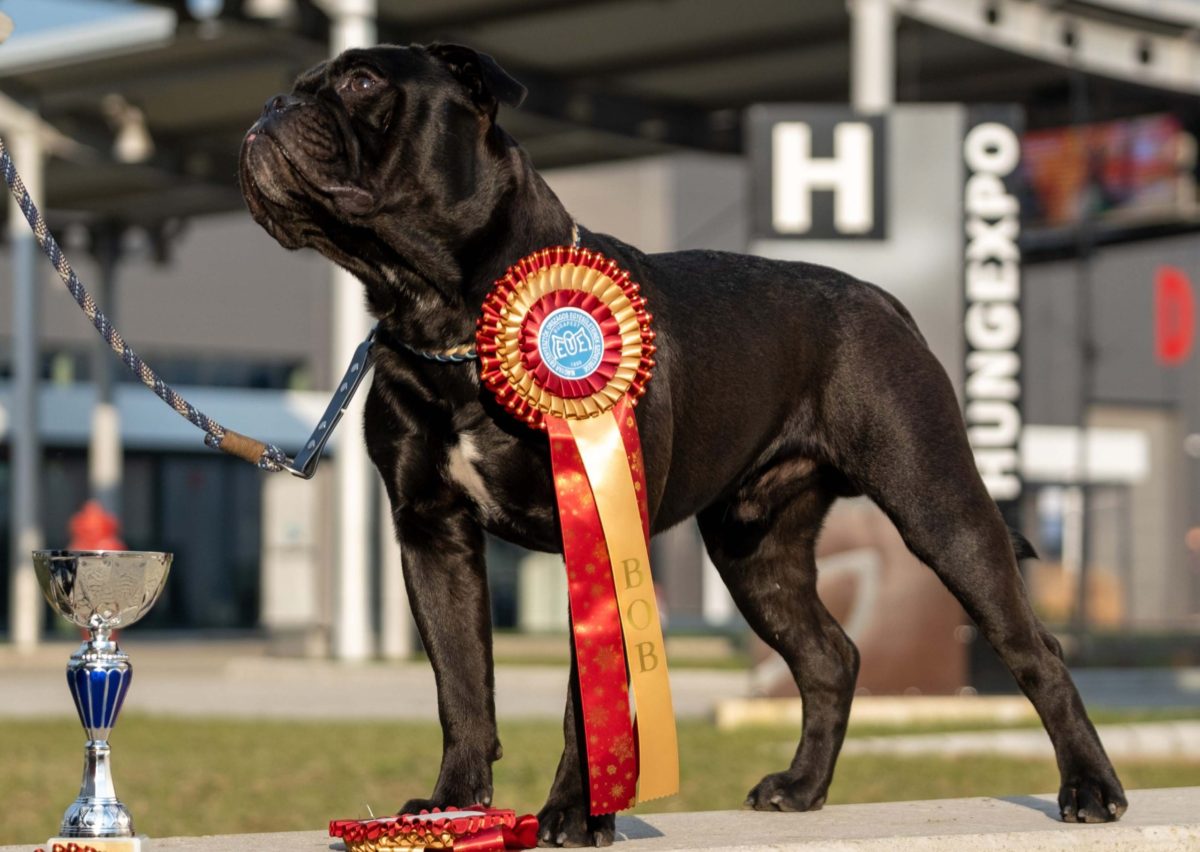 Read more about the article FEHOVA Winter Dog Show