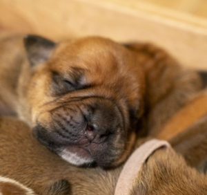 Read more about the article We have puppies! :-)