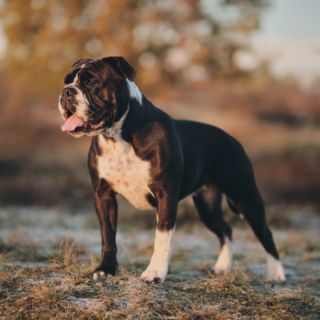 Billie Jean - Continental Bulldog Hungary